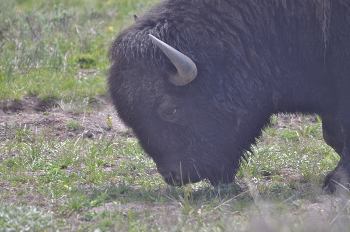 bison closeup